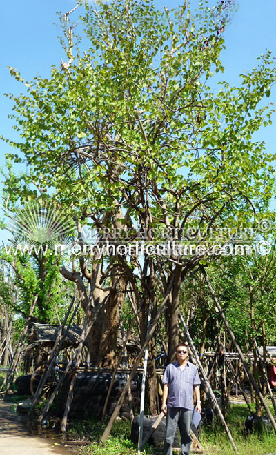 Bauhinia pottsii (4 - 5m)